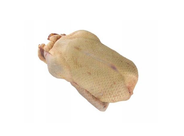 Anatra barbarie femmina