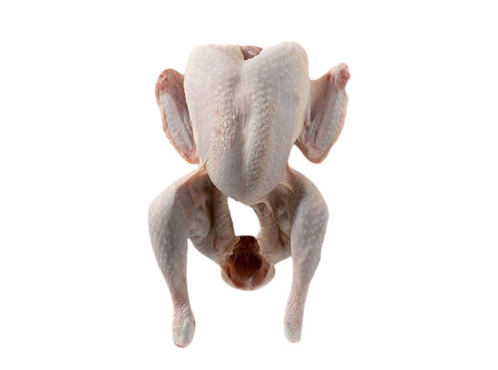 Tacchino a busto femmina