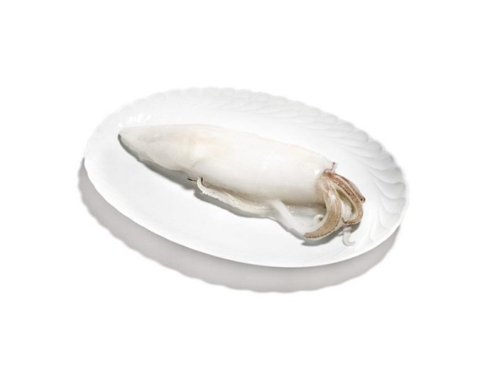 Calamaro indopacifico u/10 pulito