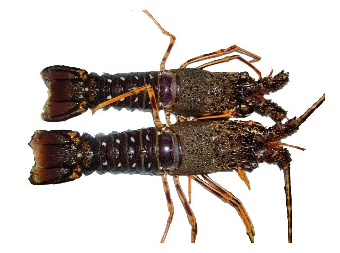 Aragosta cruda 100/200 gr