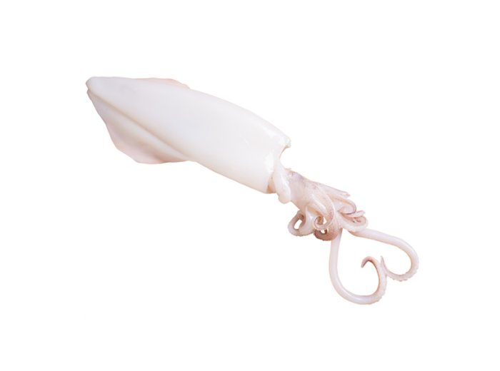 Calamaro oceanico u/5 pp teppitak