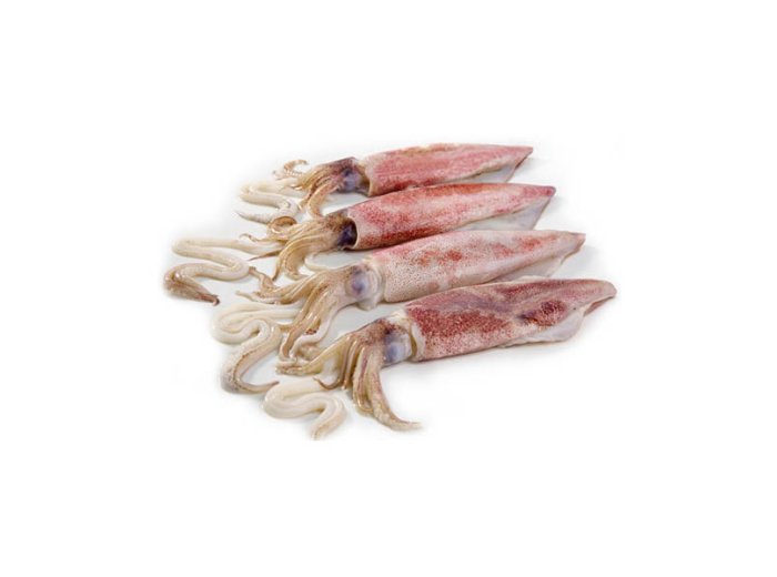 Calamaro baby 3/5 (spillo)