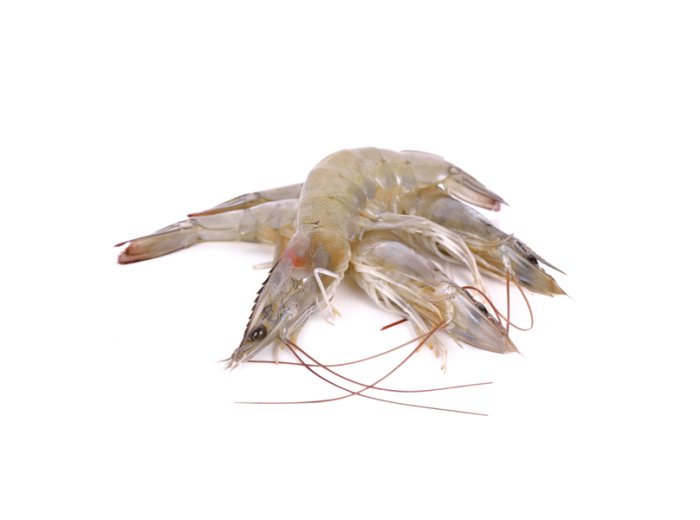 Gambero bianco nazionale