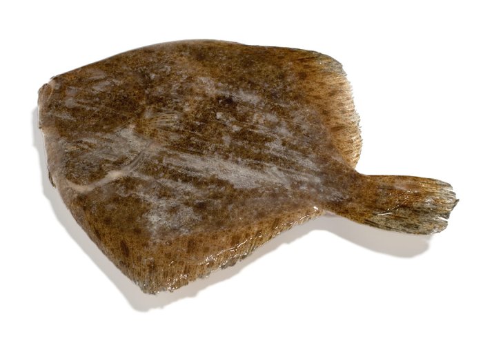 Rombo chiodato 1000/2000 olanda