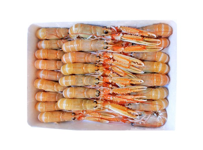 Scampo 41/50pz/kg c/bordo irl