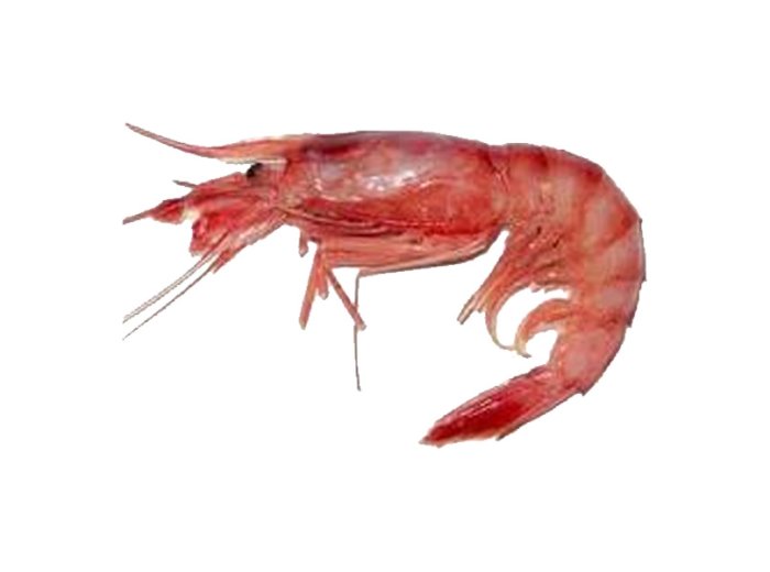 Gambero viola sicilia ii 35/45pz/kg