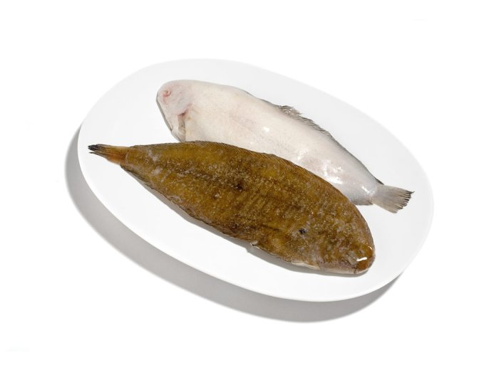 Sogliola dover n 5 nl