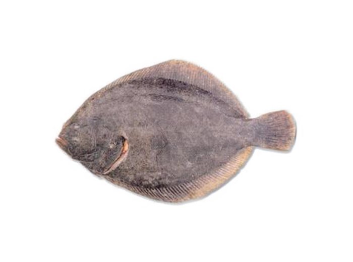 Soaso 200/500 olanda