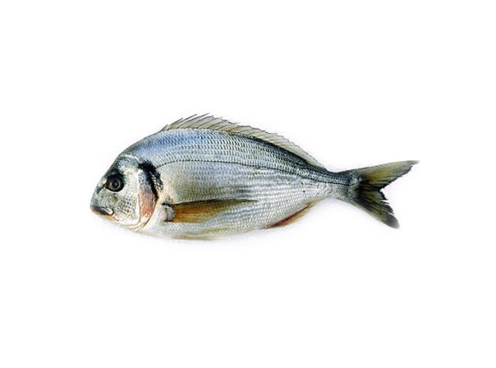 Orata 400/600 grecia