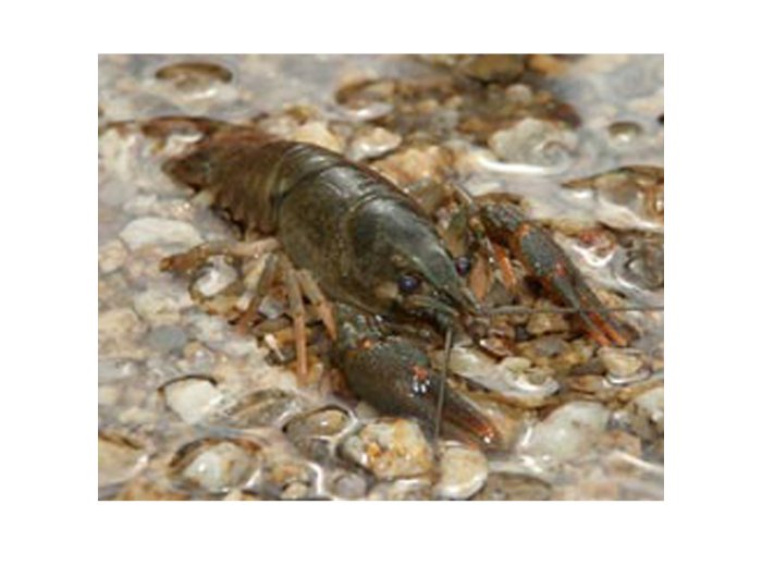 Gambero di fiume turco