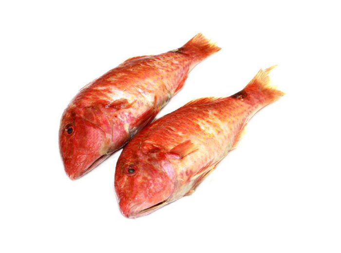 Triglia di scoglio 100/200