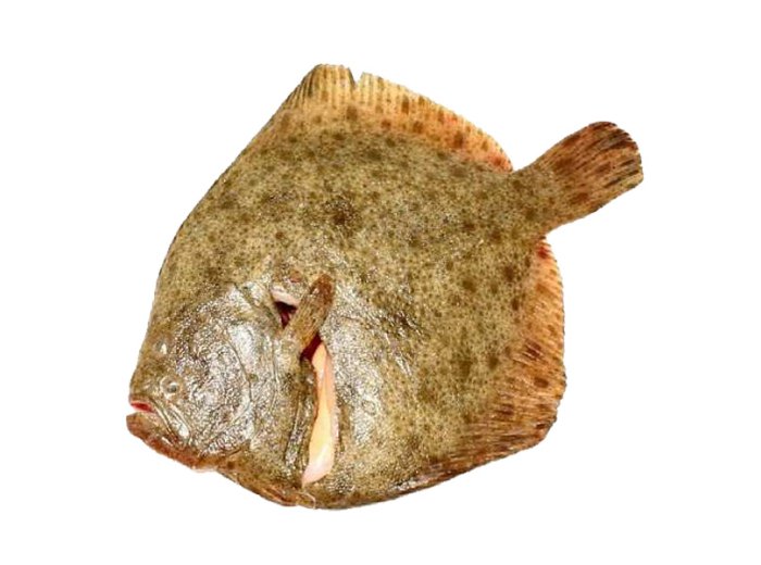 Rombo chiodato pescato italia