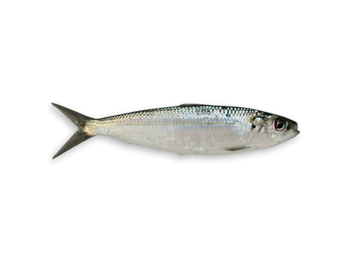 Sarda di mare italia