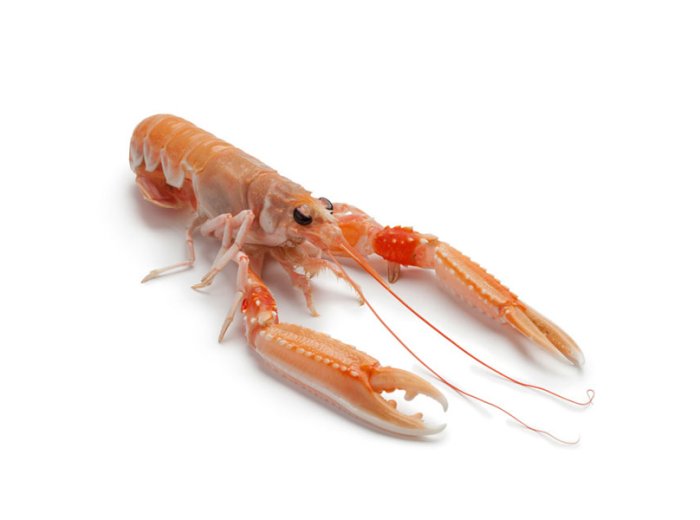 Scampo 10/15 pz/kg italia