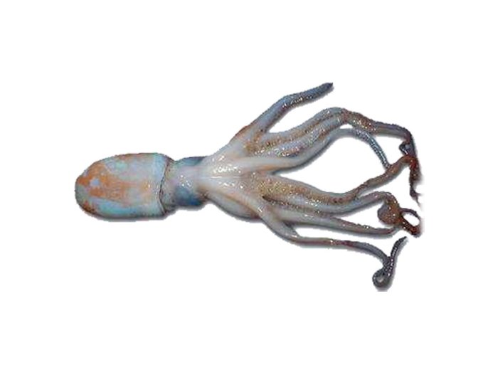 Moscardino piccolo (fragolino) italia