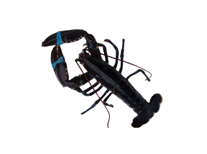 Astice 400/600 blu europeo