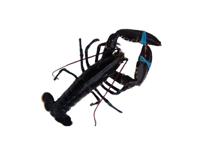 Astice 600/800 blu europeo