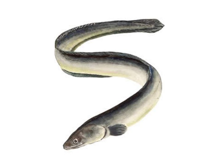 Anguilla 200/300 italia