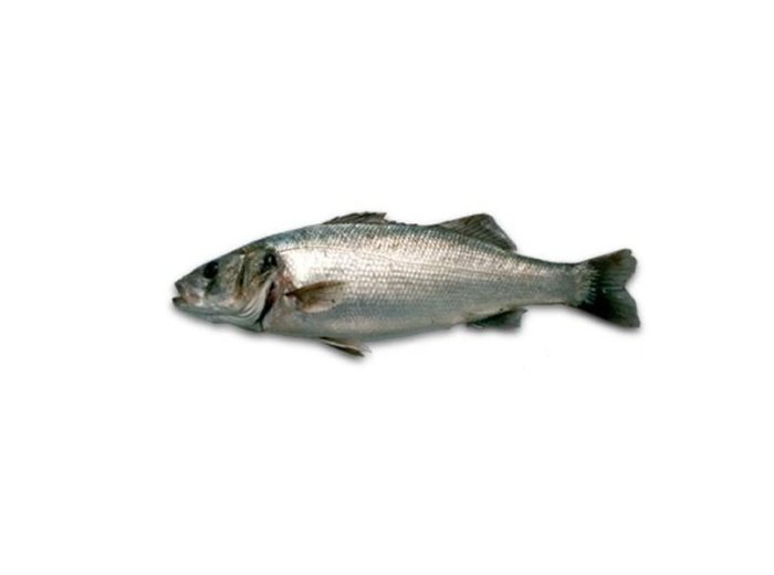Branzino 2600/3500 croazia