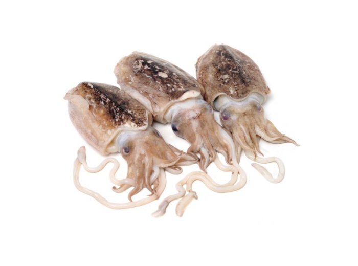 Seppia nera atlantica