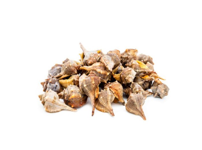 Murice spinoso (garusolo) italia