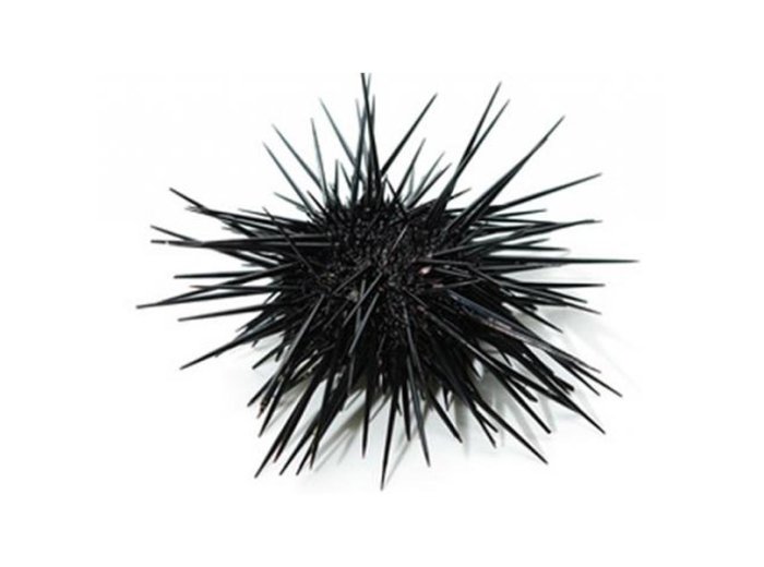 Riccio di mare italia