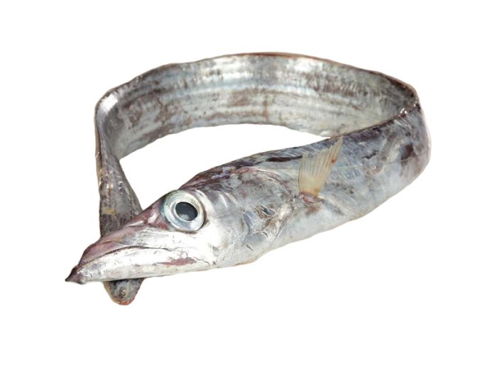 Pesce sciabola (spatola)