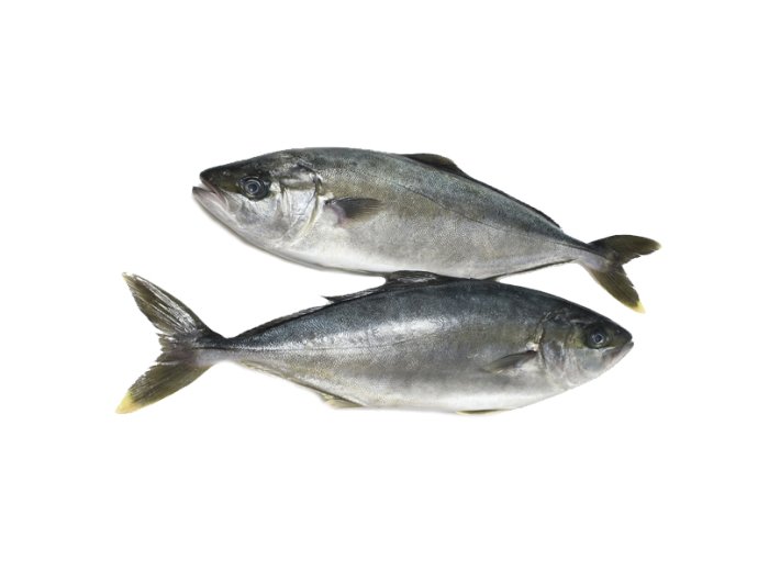 Ricciola oceanica 3000/4000 danimarca