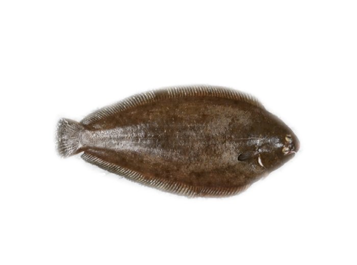 Sogliola atlantica allevata