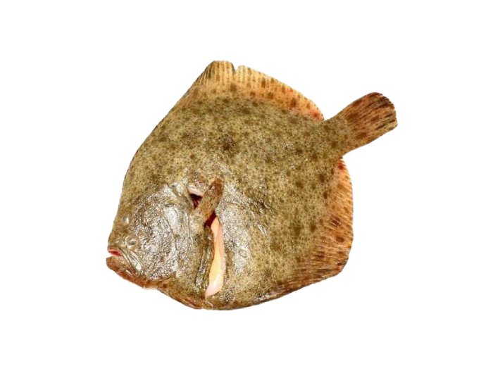 Rombo chiodato 1000+ pescato olanda