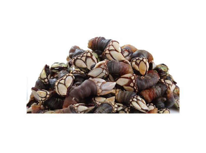 Piede di cornucopia (percebes) francia