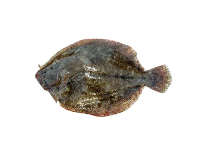 Soaso 500/1500 italia