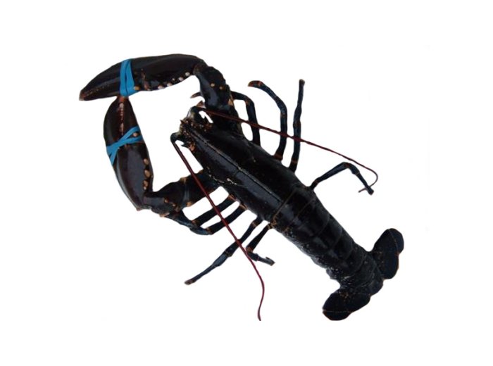 Astice 1500 blu europeo