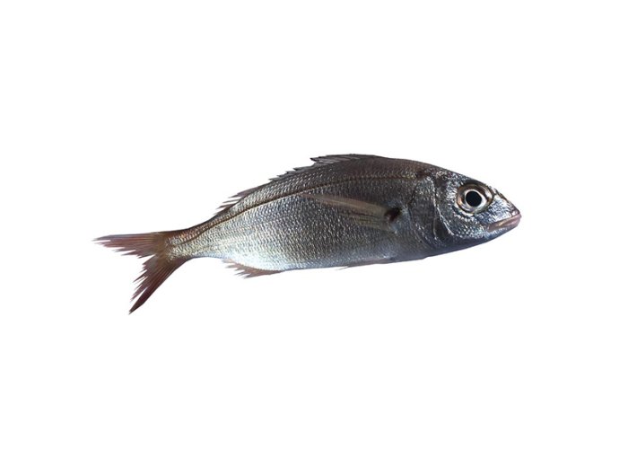 Pagello pezzogna 500/1000