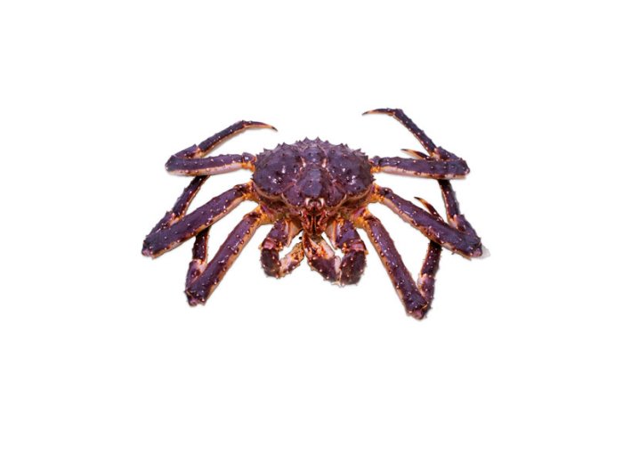 Granchio reale (king crab)