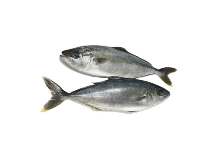 Ricciola pescata 10+