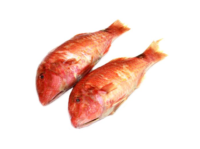 Triglia di scoglio 200/300