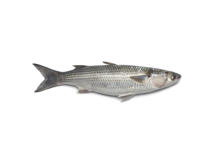 Cefalo 300/500 italia