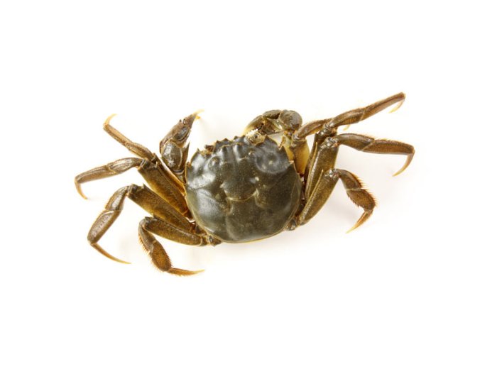 Granchio nuotatore(granchio blu) moleca