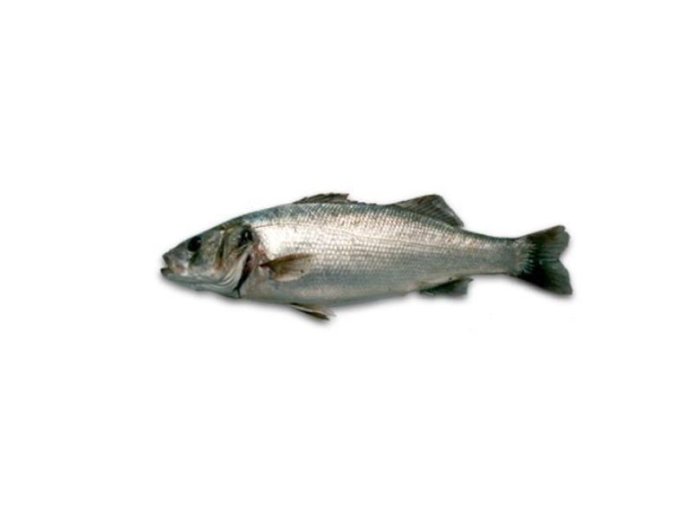 Branzino 1400+ spagna