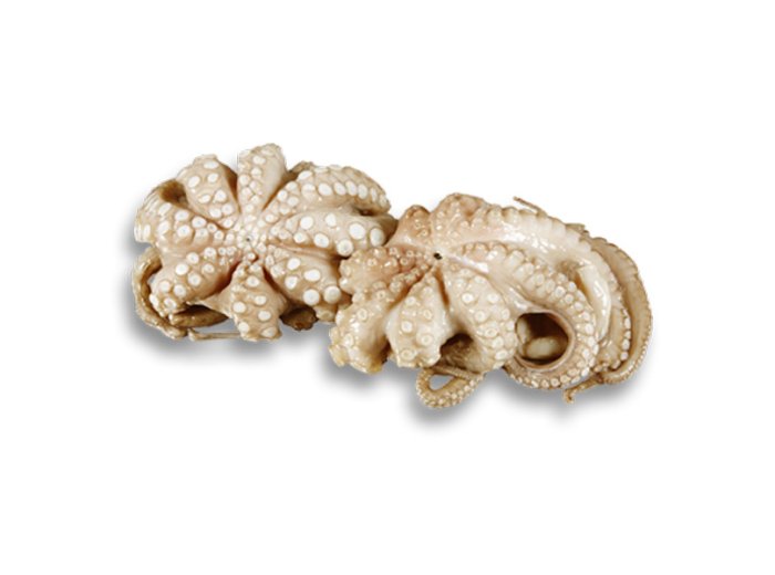 Polpo 500/1000 gr indonesia