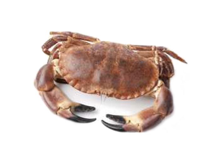 Granciporro atlantico 800+ cassa