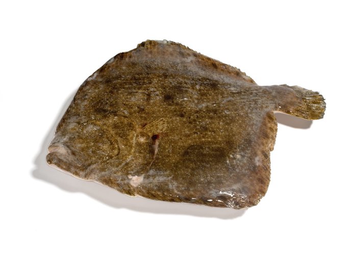 Rombo chiodato 500/1000 gr olanda