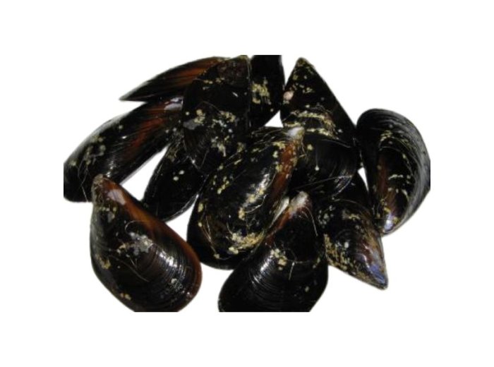 Cozza c/g spazzolata italia