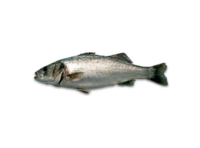 Branzino 600/800 cassa turchia