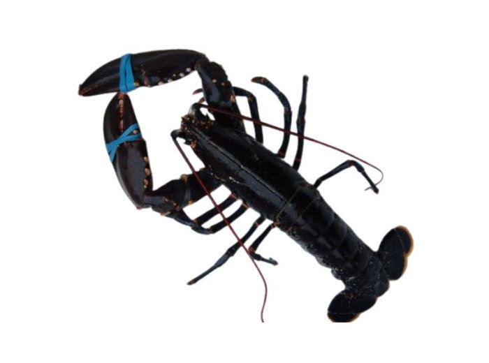 Astice 400/600 cassa blu europeo