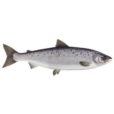 Salmoni 2/3 norvegia