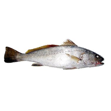 Ombrine boccadoro 2000+