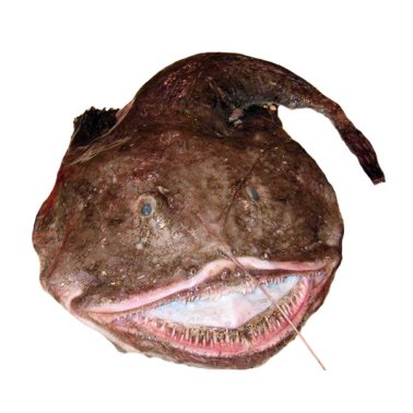 Rane pescatrici intere