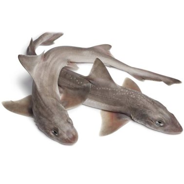Palombi spellati